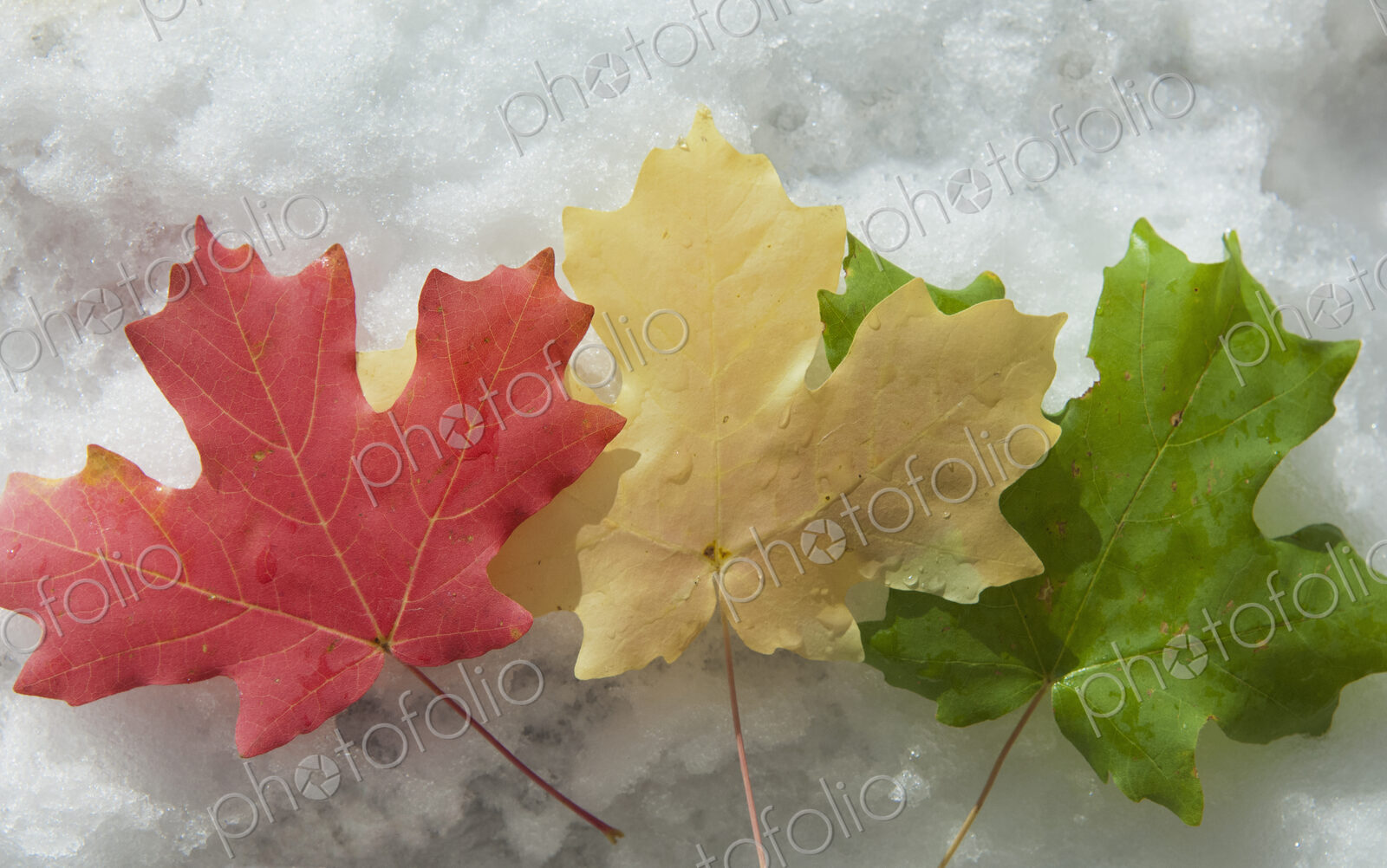 Three maple leaves laid on the snow. Red, brown and green leaves. Autumn foliage.