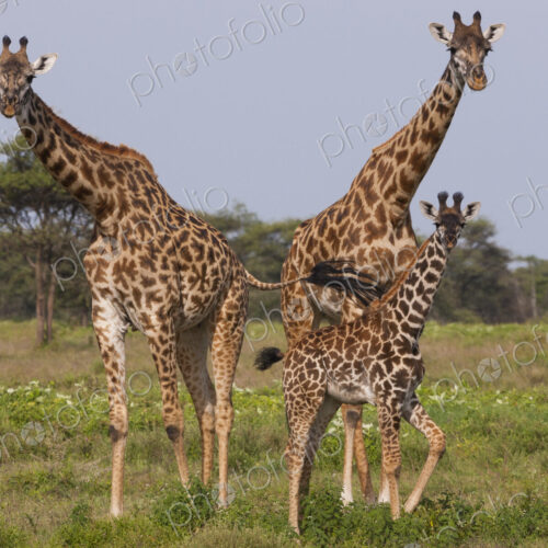 Three masai giraffe in the Serengeti National Park, Tanzania