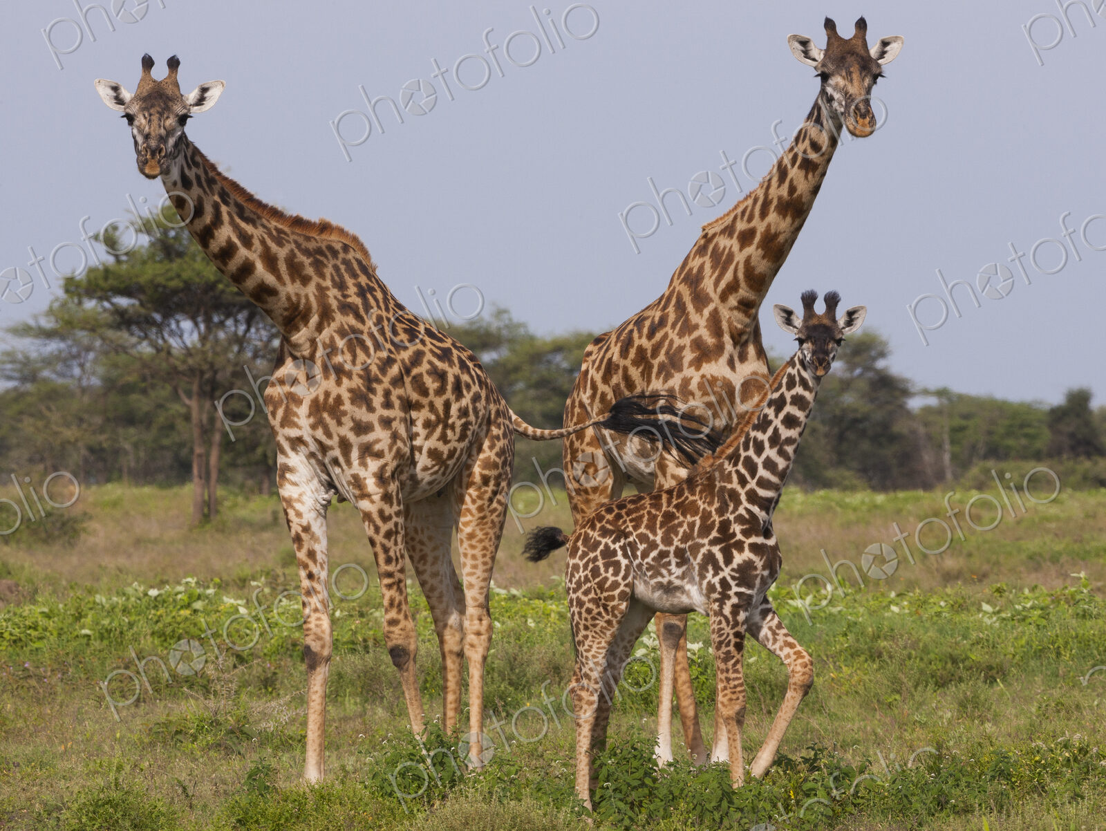 Three masai giraffe in the Serengeti National Park, Tanzania