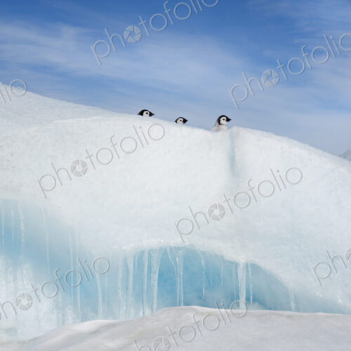 Three penguin chicks, in a row, heads seen peering over a snowdrift or ridge in the… Three penguin chicks, in a row, heads seen peering over a snowdrift or ridge in the…