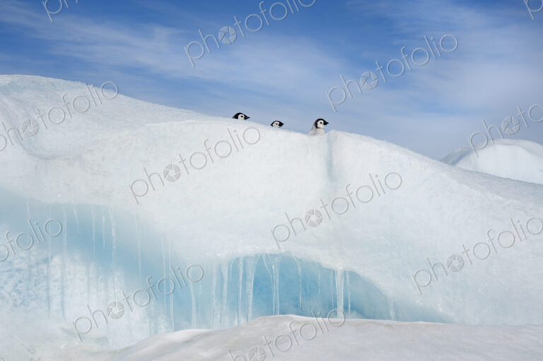 Three penguin chicks, in a row, heads seen peering over a snowdrift or ridge in the…