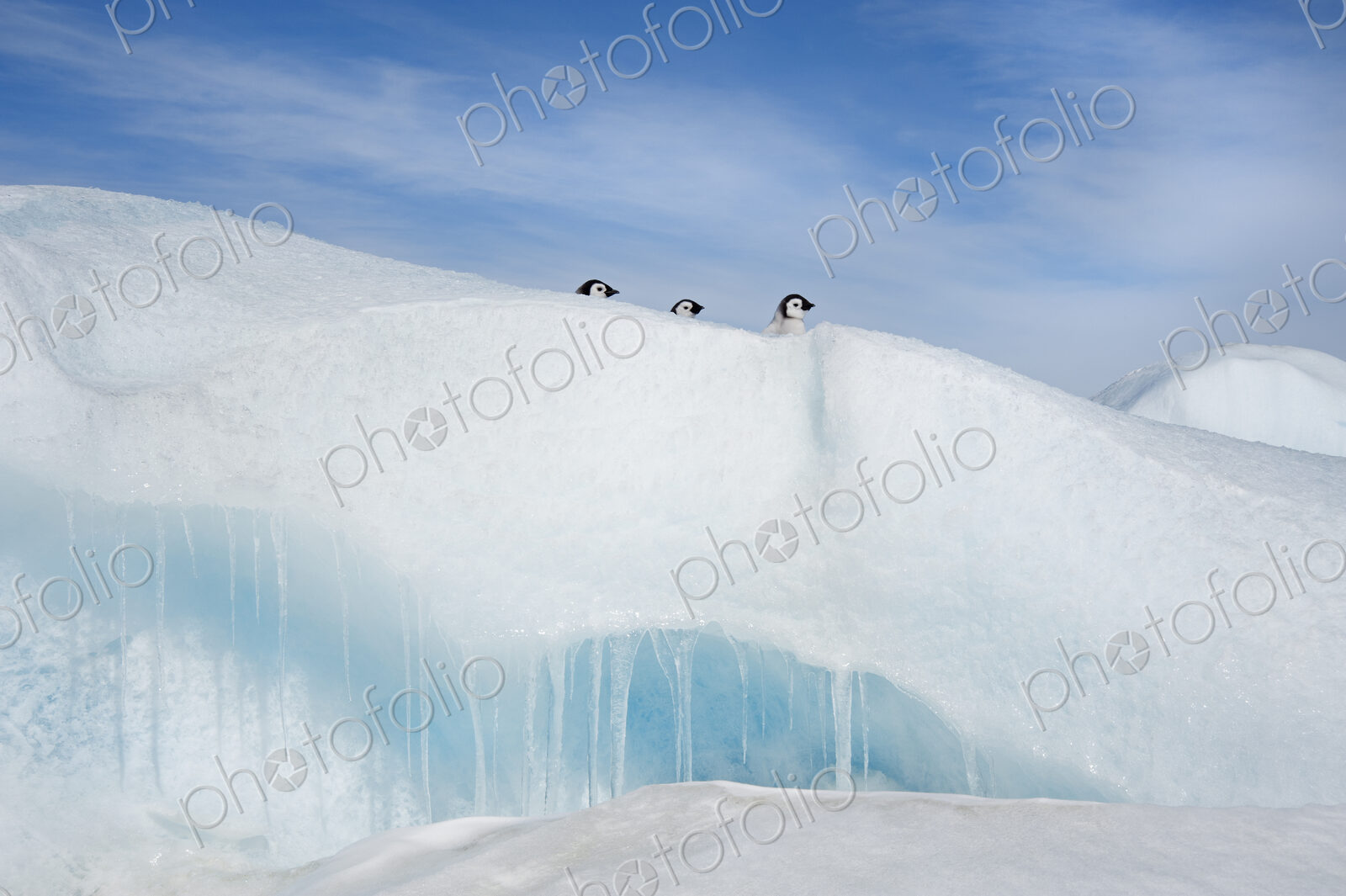 Three penguin chicks, in a row, heads seen peering over a snowdrift or ridge in the…