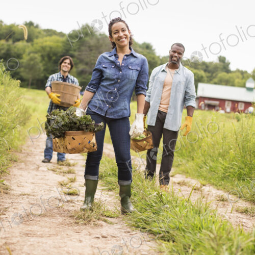 Three people working on an organic farm. Walking along a path carrying baskets full of… Three people working on an organic farm. Walking along a path carrying baskets full of…
