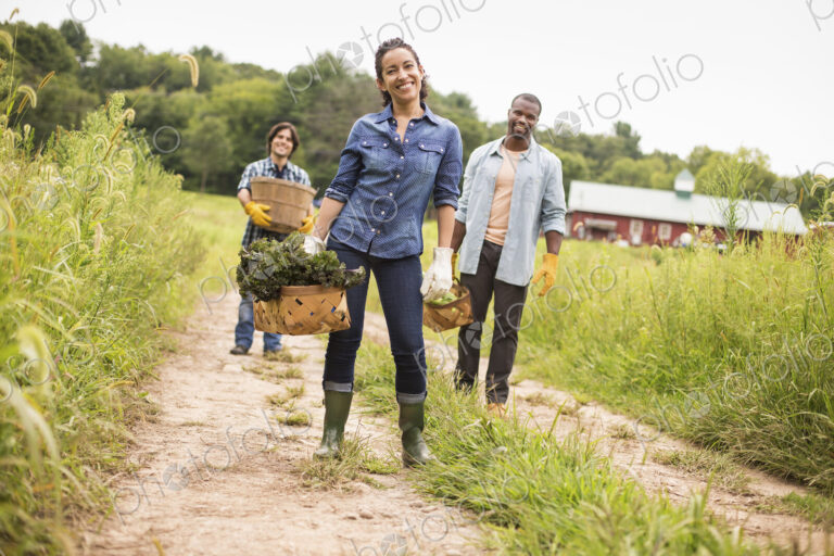 Three people working on an organic farm. Walking along a path carrying baskets full of…
