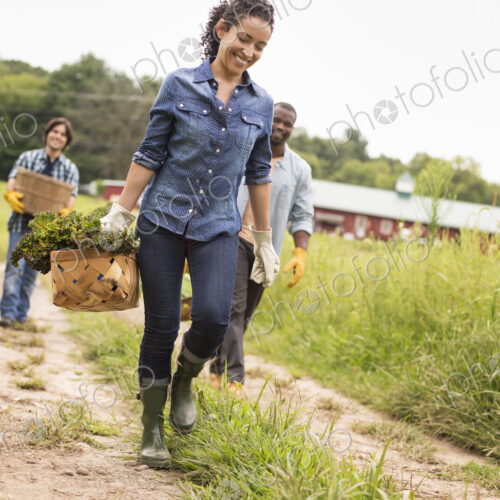 Three people working on an organic farm. Walking along a path carrying baskets full of… Three people working on an organic farm. Walking along a path carrying baskets full of…