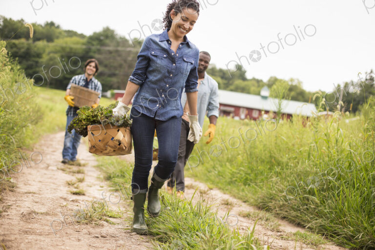 Three people working on an organic farm. Walking along a path carrying baskets full of…