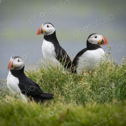 Three puffin birds in the grass on the cliffs of Dyrholaey.