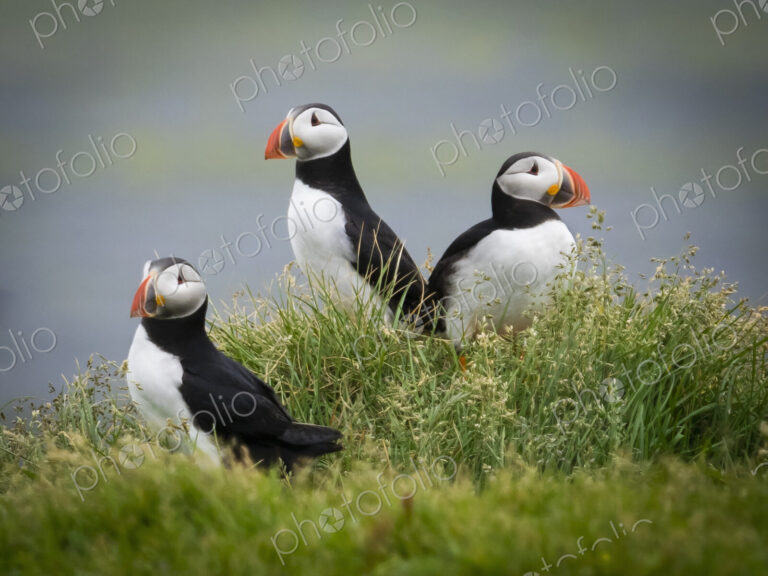 Three puffin birds in the grass on the cliffs of Dyrholaey.