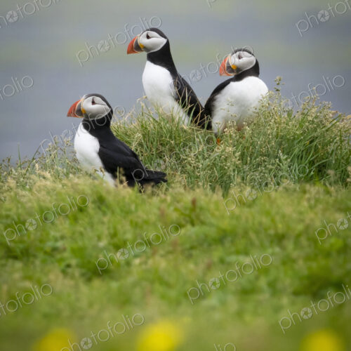 Three puffin birds in the grass on the cliffs of Dyrholaey.