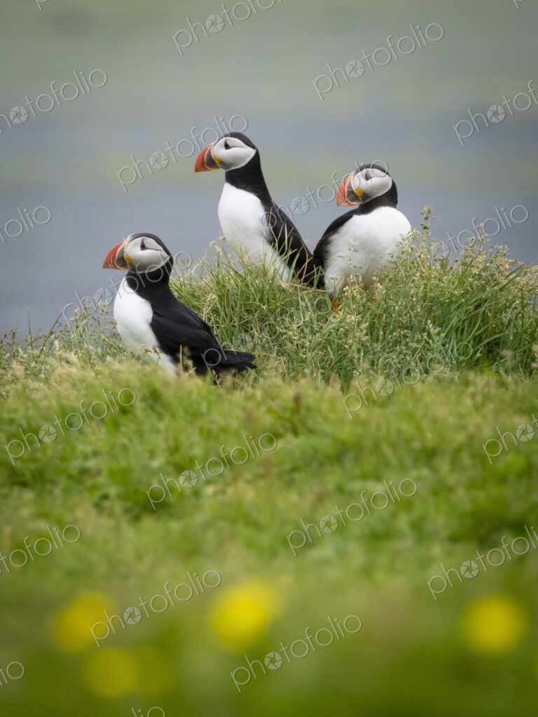 Three puffin birds in the grass on the cliffs of Dyrholaey.