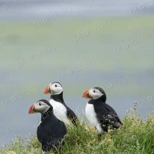 Three puffin birds in the grass on the cliffs of Dyrholaey.