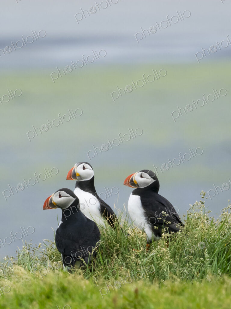 Three puffin birds in the grass on the cliffs of Dyrholaey.