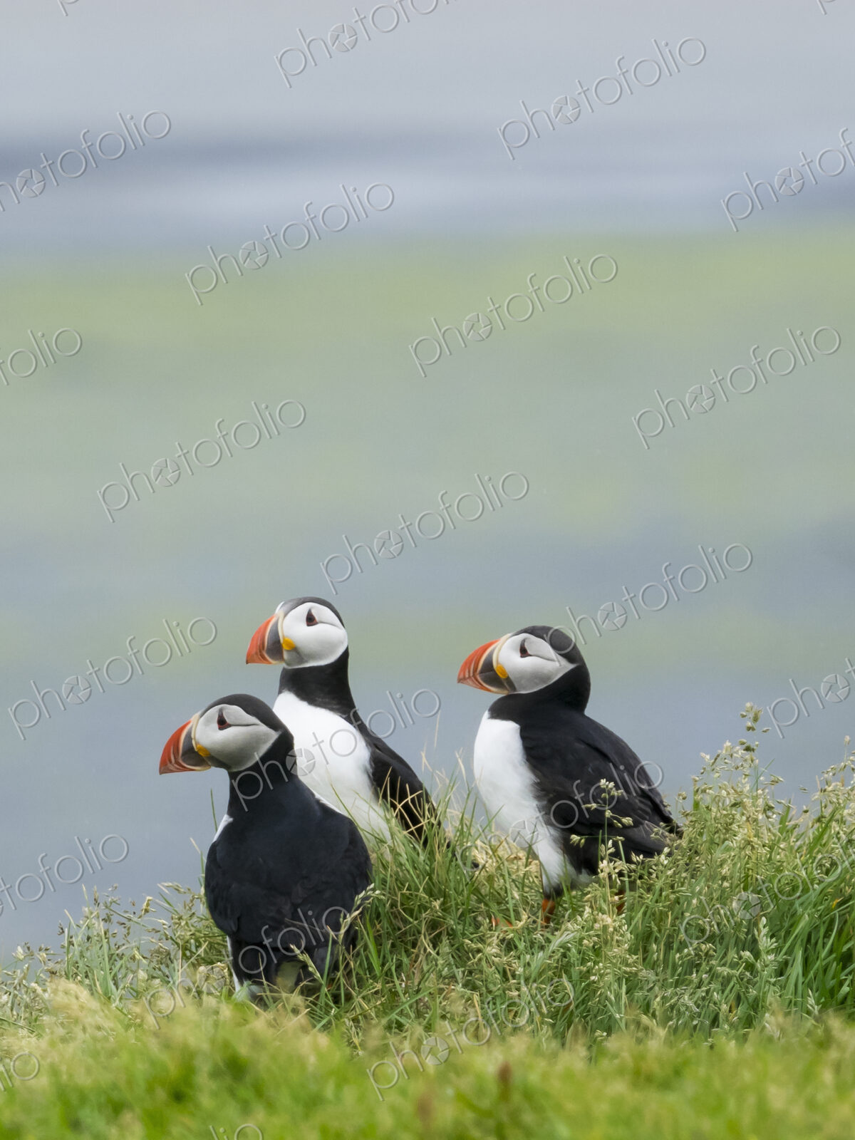 Three puffin birds in the grass on the cliffs of Dyrholaey.