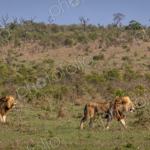 Three sub-adult male lions, Panthera leo, walking through a clearing together. Three sub-adult male lions, Panthera leo, walking through a clearing together.