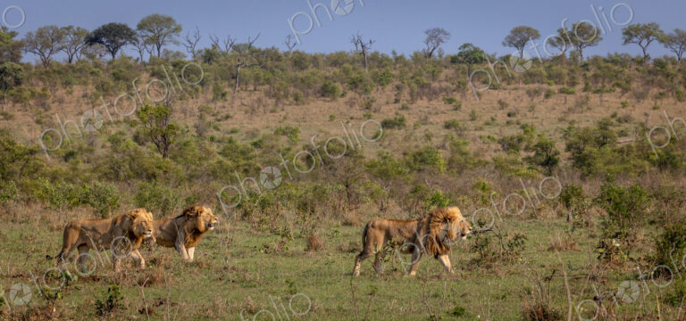 Three sub-adult male lions, Panthera leo, walking through a clearing together.