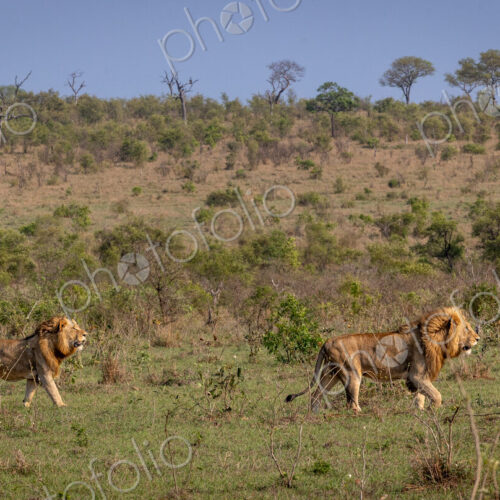Three sub-adult male lions, Panthera leo, walking through a clearing together. Three sub-adult male lions, Panthera leo, walking through a clearing together.