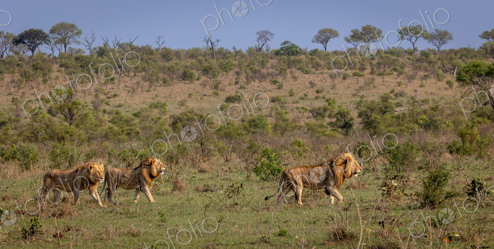 Three sub-adult male lions, Panthera leo, walking through a clearing together.