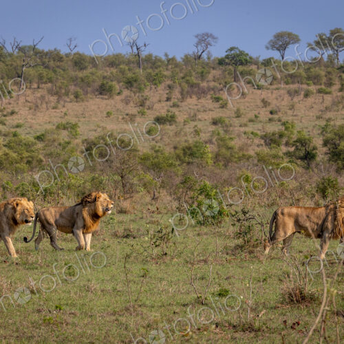 Three sub-adult male lions, Panthera leo, walking through a clearing together.