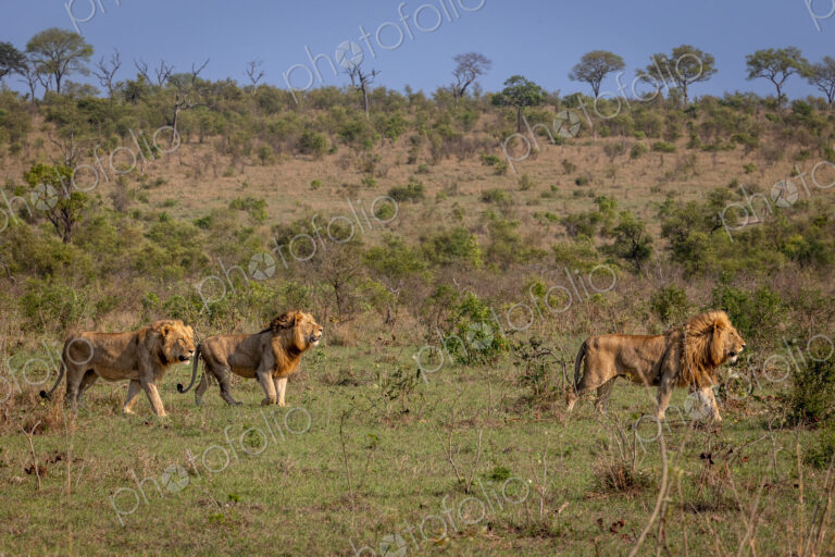 Three sub-adult male lions, Panthera leo, walking through a clearing together.