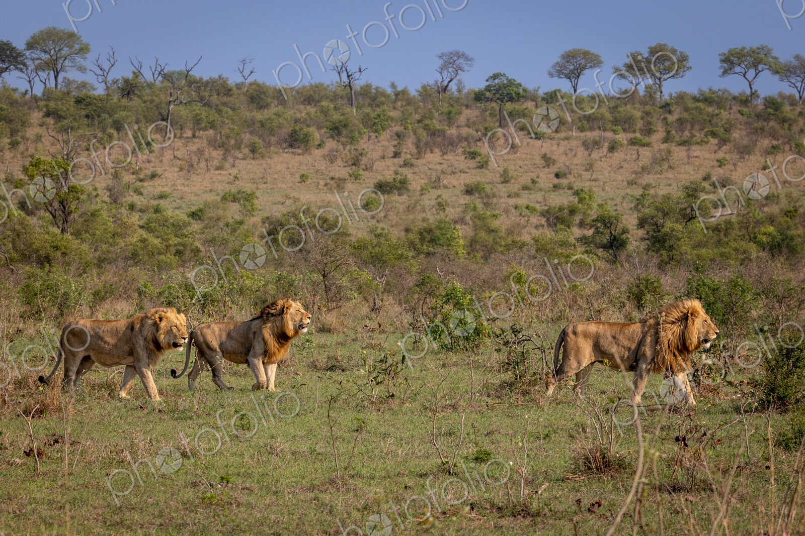 Three sub-adult male lions, Panthera leo, walking through a clearing together.