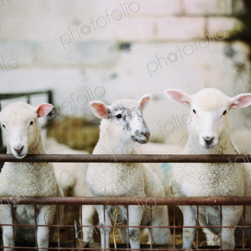 Three young lambs in a pen, in a farmyard barn. Lambing time. Three young lambs in a pen, in a farmyard barn. Lambing time.
