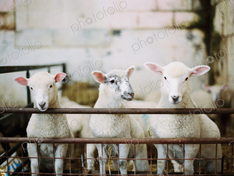 Three young lambs in a pen, in a farmyard barn. Lambing time.