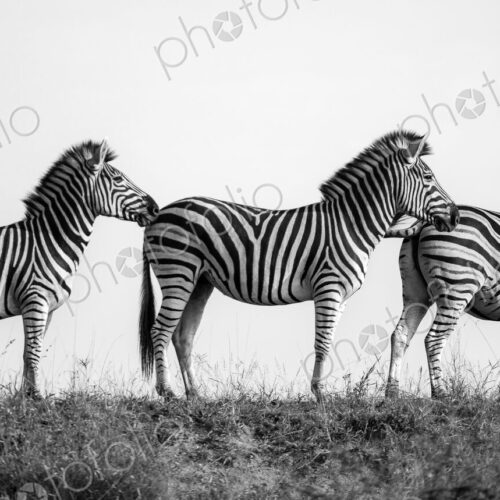 Three zebra, Equus quagga, walking in a row, in black and white. Three zebra, Equus quagga, walking in a row, in black and white.