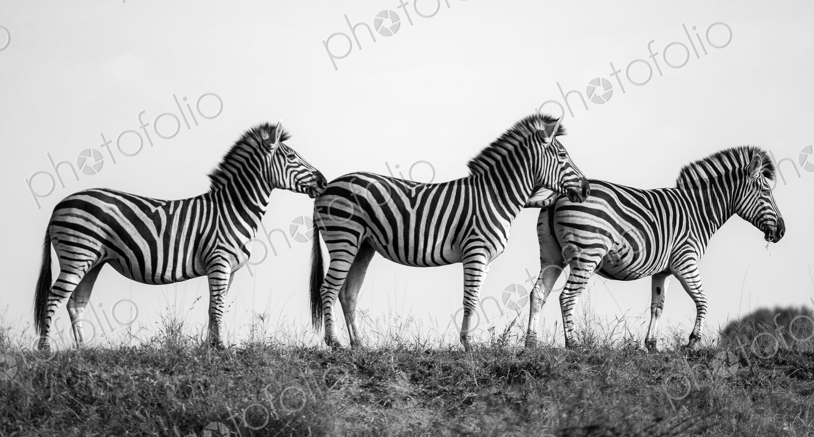 Three zebra, Equus quagga, walking in a row, in black and white.