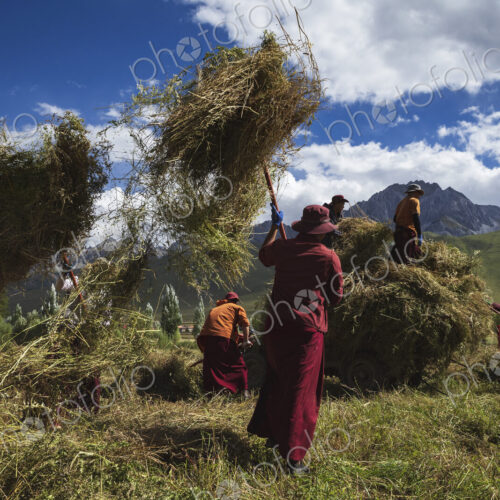 Tibetan Monks from Dajin Monastery with pitchforks, lifting cut crops in to heaps,…