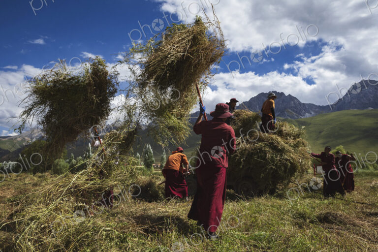 Tibetan Monks from Dajin Monastery with pitchforks, lifting cut crops in to heaps,…