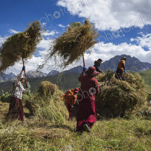 Tibetan Monks from Dajin Monastery working in the fields, harvesting soy beans.