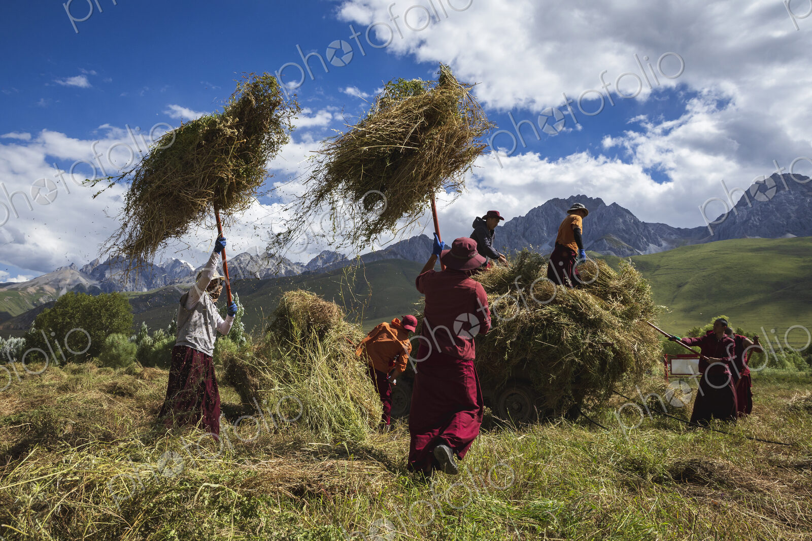 Tibetan Monks from Dajin Monastery working in the fields, harvesting soy beans.