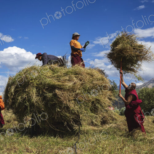 Tibetan Monks from Dajin Monastery working in the fields, harvesting soy beans. Tibetan Monks from Dajin Monastery working in the fields, harvesting soy beans.