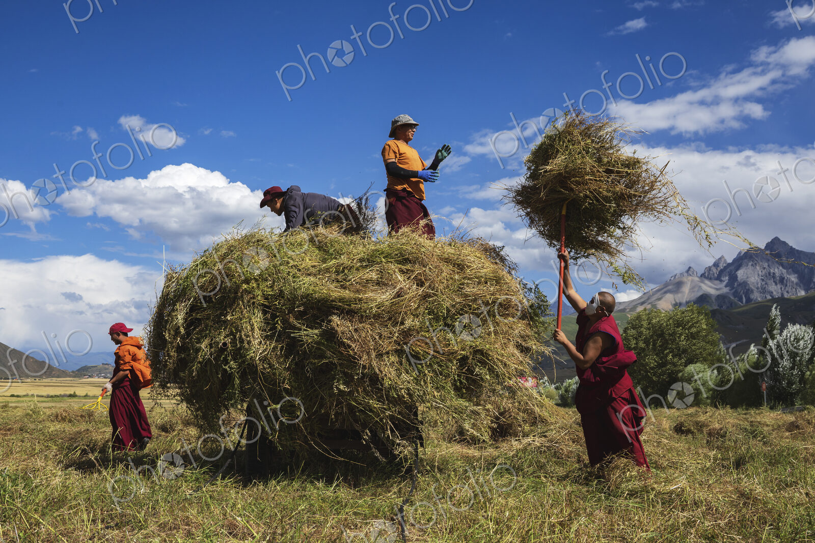 Tibetan Monks from Dajin Monastery working in the fields, harvesting soy beans.