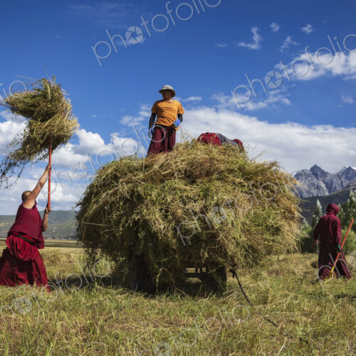 Tibetan Monks from Dajin Monastery working in the fields, harvesting soy beans.