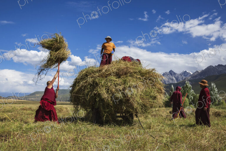 Tibetan Monks from Dajin Monastery working in the fields, harvesting soy beans.