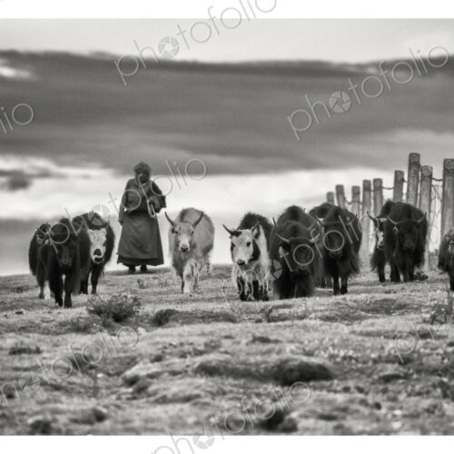 Tibetan Nomadic Woman Herding Yaks