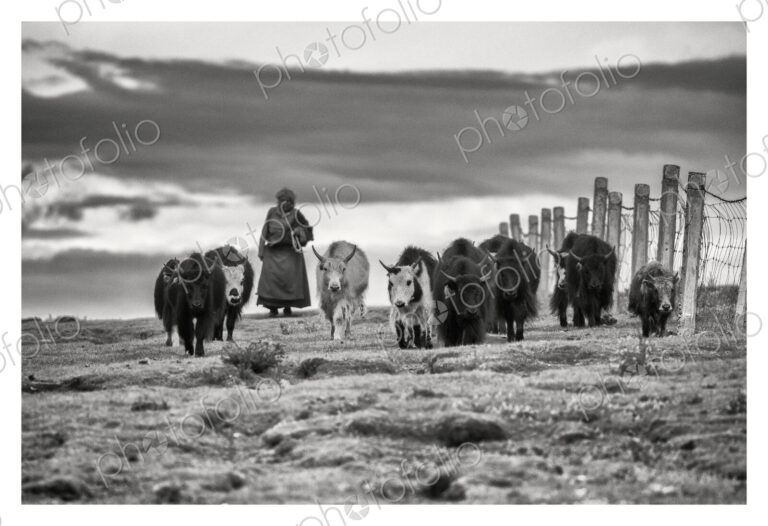 Tibetan Nomadic Woman Herding Yaks
