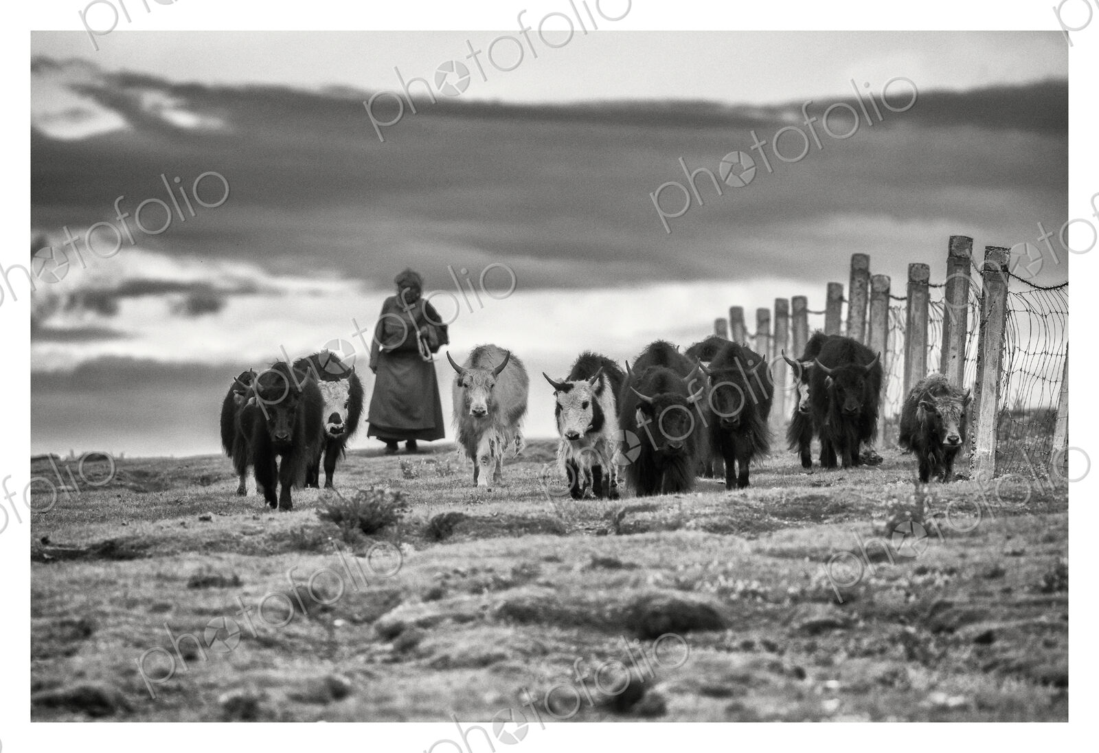 Tibetan Nomadic Woman Herding Yaks