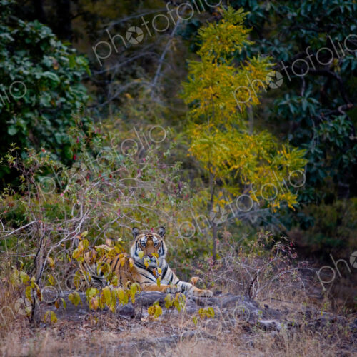 Tiger, Bandhavgarh National Park, India Tiger, Bandhavgarh National Park, India