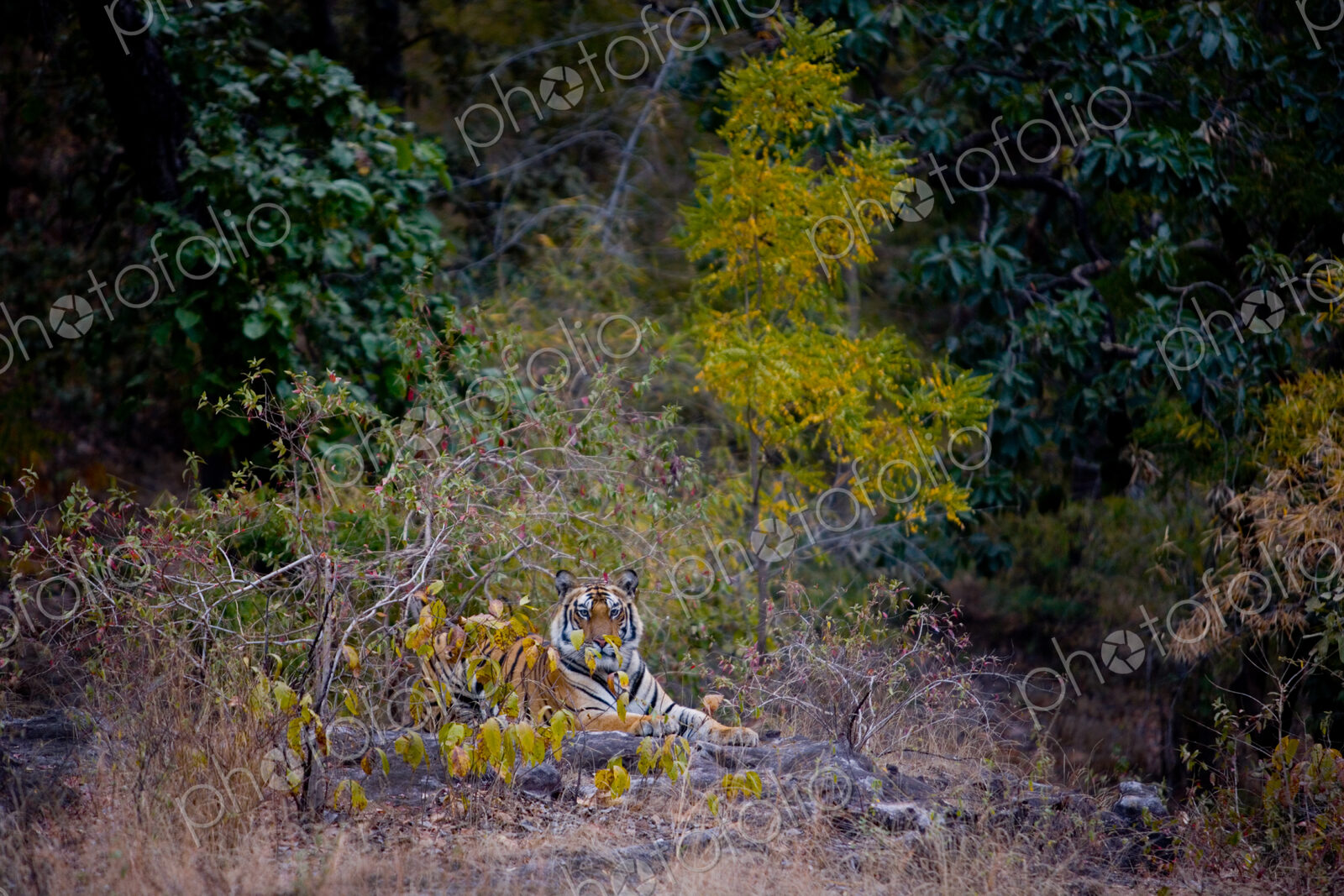 Tiger, Bandhavgarh National Park, India