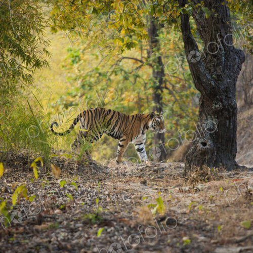 Tiger, Bandhavgarh National Park, Madhya Pradesh, India