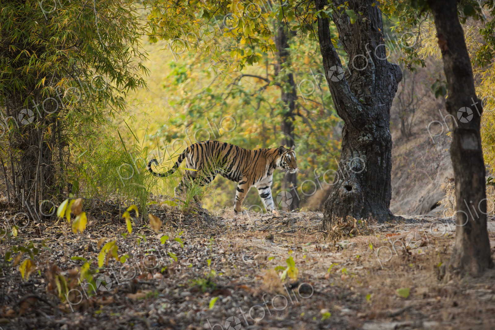 Tiger, Bandhavgarh National Park, Madhya Pradesh, India