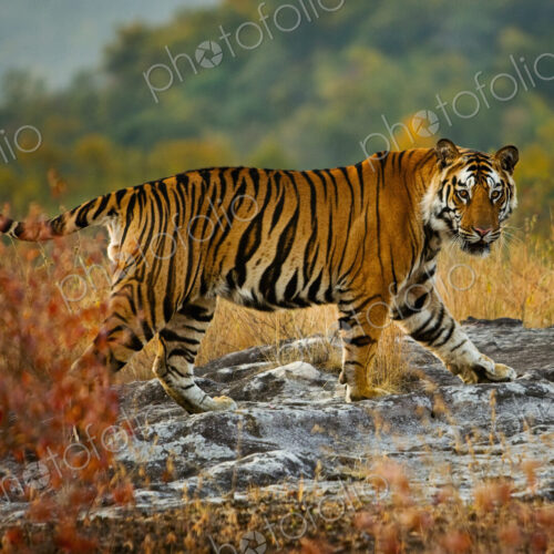 Tiger, Bandhavgarh National Park, Madhya Pradesh, India