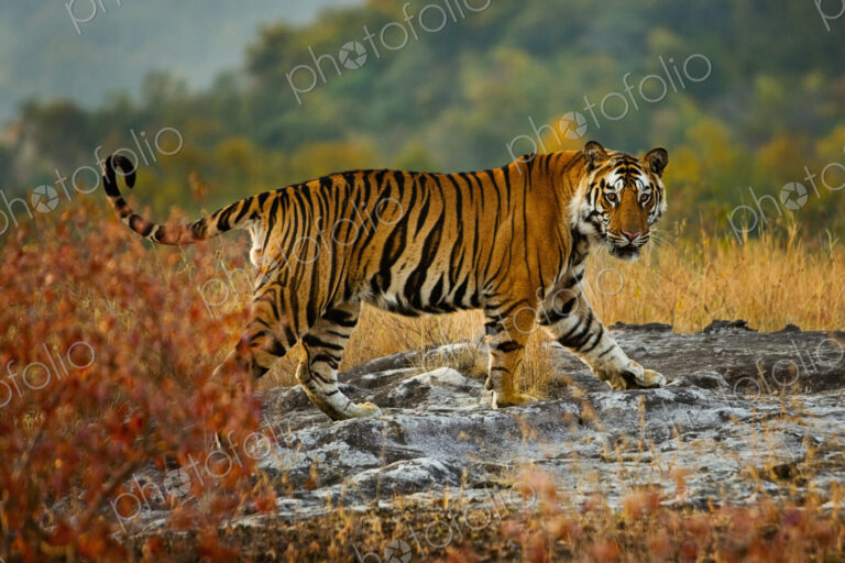 Tiger, Bandhavgarh National Park, Madhya Pradesh, India