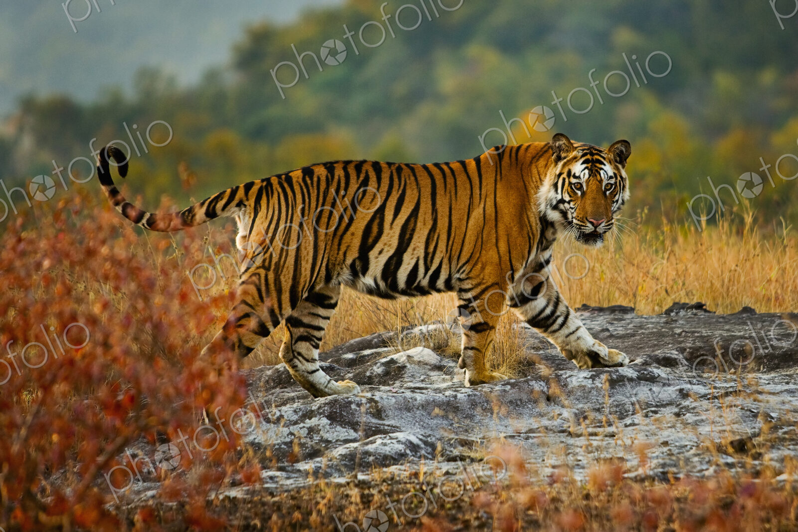Tiger, Bandhavgarh National Park, Madhya Pradesh, India