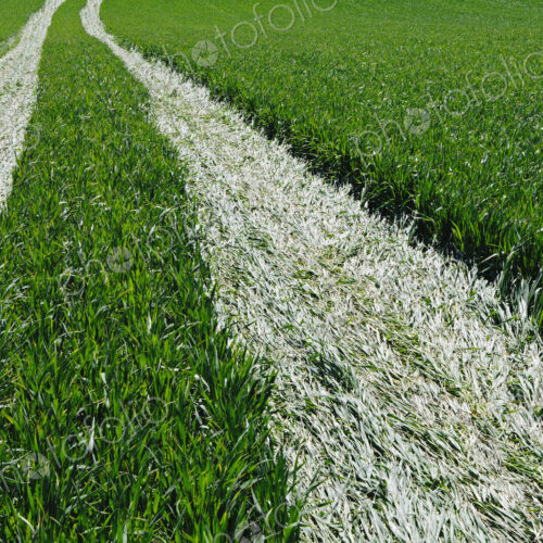 Tire tracks in lush, green field of wheat, near Pullman, flattening the growing crop. Tire tracks in lush, green field of wheat, near Pullman, flattening the growing crop.