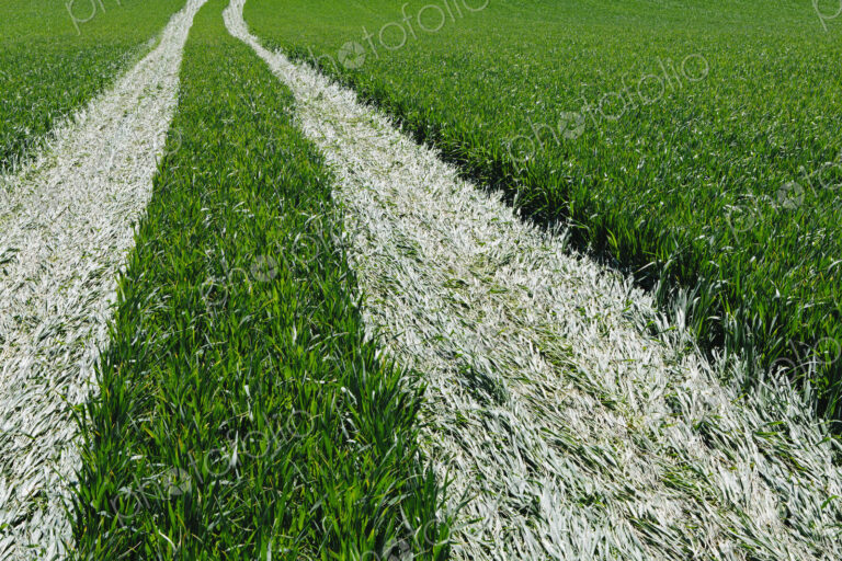 Tire tracks in lush, green field of wheat, near Pullman, flattening the growing crop.
