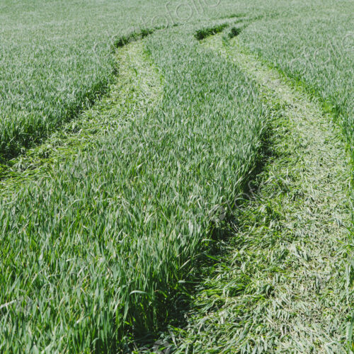 Tire tracks in lush, green field of wheat, near Pullman, flattening the growing crop. Tire tracks in lush, green field of wheat, near Pullman, flattening the growing crop.