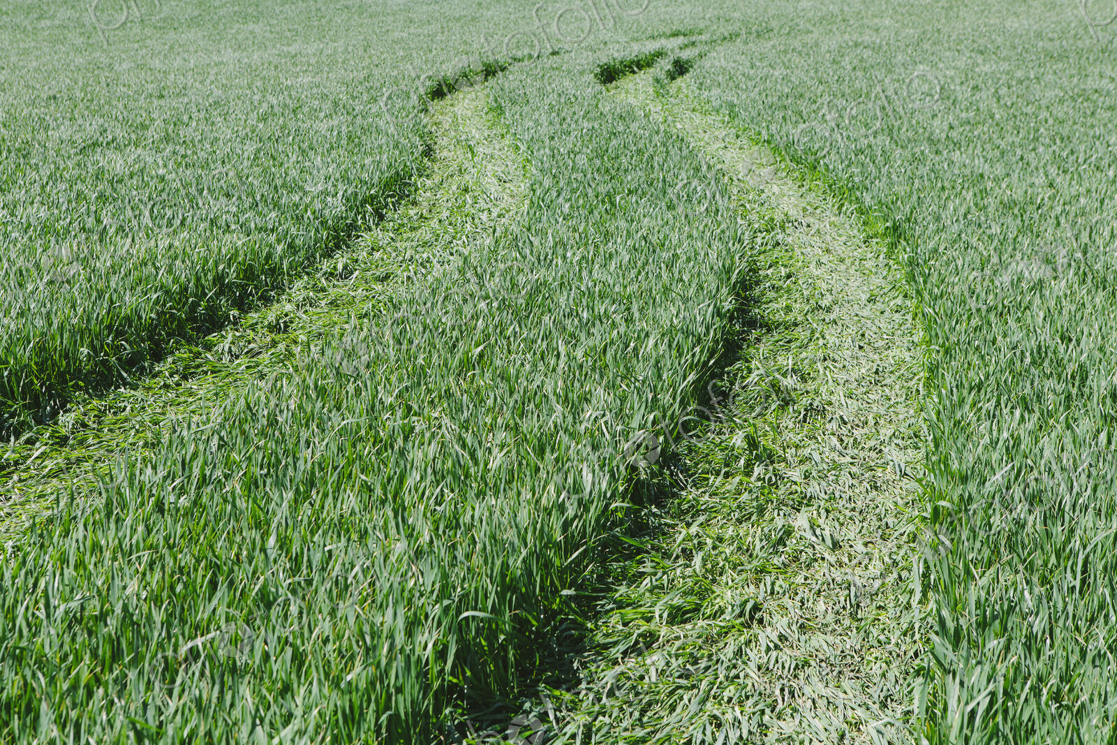 Tire tracks in lush, green field of wheat, near Pullman, flattening the growing crop.